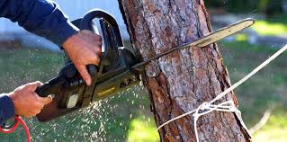 How Our Tree Care Process Works  in Bensville, MD